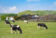 北海道 牧場 乳牛