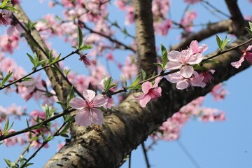 Wall Mural - Blooming peach tree in springtime against a blue sky