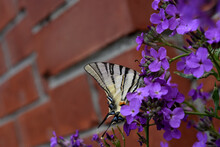 A Black And White Butterfly Is A Sailboat. Papilionidae.  Butterfly Of The Family Of Sailboats In The Garden In Summer.