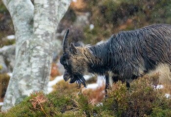 Sticker - Horned goat walking through a snow-covered landscape in its natural habitat