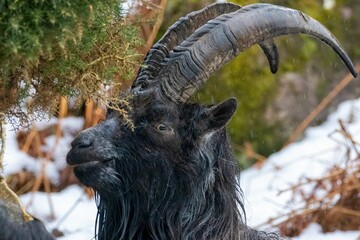 Poster - Black goat standing on a snowy hillside next to trees and bushes