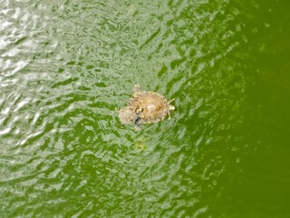 Wall Mural - Aquatic turtle swims in a peaceful pond