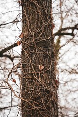 Sticker - Vertical shot of a tree trunk covered with twigs in a lush forest setting