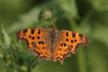 Comma butterfly