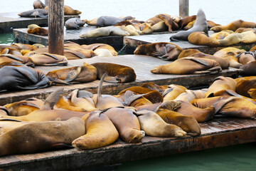 Sea lions lie on the pier. Beautiful animals.