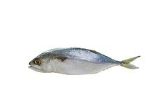 Mackerel  Sea Fish   PNG Transparent