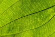 Close-up abstract detail of a leaf