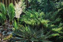 Leaves Of Yucca Gloriosa And Juniper In Garden With Sun Light