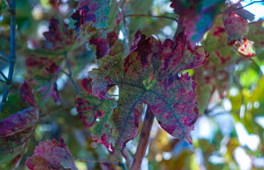 Canvas Print - The leaves of the tree are yellow