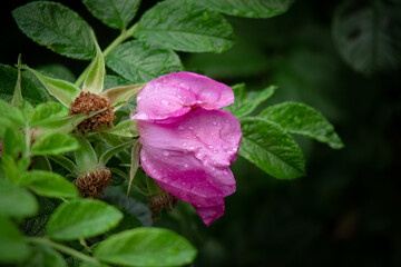 Wall Mural - Closeup of wild pink Rosehip blossom on a bush with green leaves covered in rain drops sideview on dark bokeh background