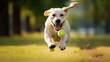 A Labrador retriever chasing after a tennis ball, its eyes filled with excitement and tail wagging with delight Generative AI