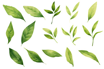 Wall Mural - Watercolor Matcha Green tea elements leaves objects isolated on clear png background, various Japan matcha leaf plant, morning drinks, delicious beverages clipart set, with Generative Ai.