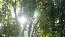 Foliage Of A Weeping Bottlebrush, Callistemon Viminalis. Nature Tree Plant Background Footage In 4k. 