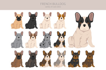 Wall Mural - French bulldogs puppies all coat colours