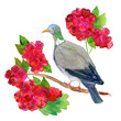 Watercolour dove with summer flowers, illustration of watercolor pigeon sitting on branch, hand drawing bird with red flowers isolated on white background,
aquarelle painting