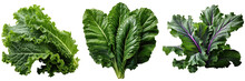 Kale Leaves Isolated Transparent Background, PNG.
