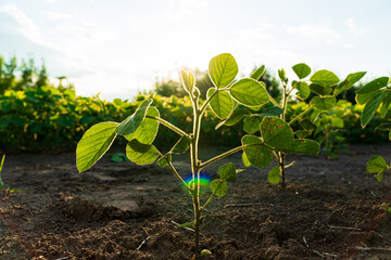 Soybean plantation. Growing soybeans plant against sunlight. Soy field with sunset sun