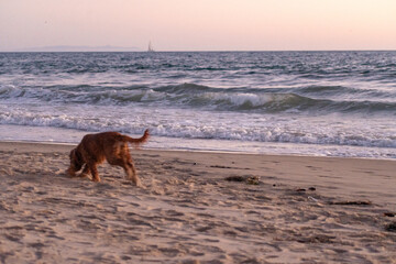 Wall Mural - A dog running on the beach at sunset in Santa Monica, California