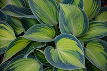 Close Up Of Leaves