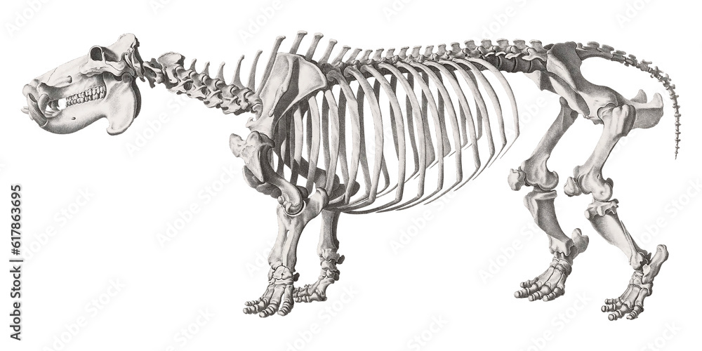 Animal Anatomy Hippo Skeleton Scientific Illustration Isolated Fauna ...
