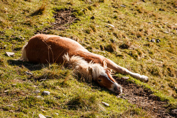 Haflinger liegend