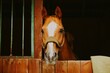 Portrait of a sorrel horse standing in a wooden stall in the stable. Agriculture and horse care. Livestock on the farm.