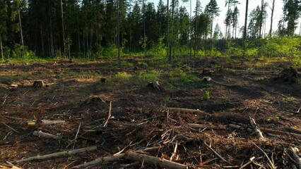 Wall Mural - Deforestation forest and Illegal logging. Forest destruction and felling of trees. Cutting trees. Stacks of cut wood. Forests illegal disappearing. Deforestation, ecology and environmental pollution.