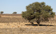 Gemsbok standing in the shade of an Acacia tree with Springbok grazing in the forefront, Kalahari (Kgalagadi)