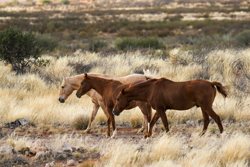 Wall Mural - Wild horses in the Kalahari 