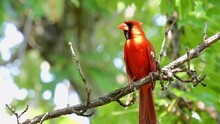 Close Up Shot Of Northern Cardinal Singing On Tree Branch