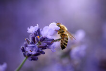 Bee Collects Nectar On Lavender Flowers