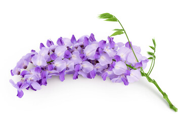 Wall Mural - Wisteria flowers isolated on white background with full depth of field