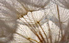 Flower Fluff, Dandelion Seeds With Dew Dop - Beautiful Macro Photography With Abstract Bokeh Background