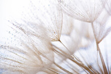 Flower Fluff, Dandelion Seeds With Dew Dop - Beautiful Macro Photography With Abstract Bokeh Background