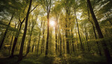 Fototapeta Las - Vibrant green forest glows in sunlight, a tranquil wilderness scene generated by AI