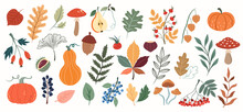 Vector Set With Autumn Elements, Forest Plants, Mushrooms, Pumpkins, Berries, Leaves, Rose Hips On A White Background