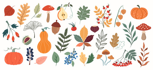 Poster - Vector set with autumn elements, forest plants, mushrooms, pumpkins, berries, leaves, rose hips on a white background