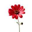 © LorenaPh - Red simple flower over white transparent background