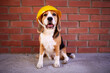 © Viktoriya - A beagle dog in a construction helmet at a brick wall.