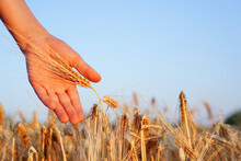 Golden Field Of Rye In Sunlight At Sunset. Sustainable Agriculture. Close-up Of Child Hand With Rye Ears. Abundance, Fertility Symbolism. Rustic Countryside Backdrop. Lush Wheat Field In Summertime