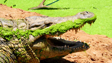 A Close-up Of The Fearsome Open Mouth Of A Nile Crocodile. The Crocodile's Jaw Is Covered With Green Algae.