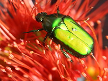 Christmas Beetle On Red Flower Petals.