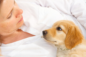 Wall Mural - A portrait of a cute puppy. Golden Retriever puppy. cute young puppy. purebred puppies. Hovawart. adorable Golden puppy