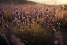 Lavender In The Field