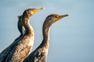 Wall Mural - Close-up of a Double-crested Cormorants 