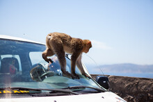 Barbary Ape On Car Window In Gibraltar