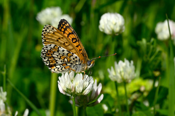 Sticker - Glanville fritillary // Wegerich-Scheckenfalter (Melitaea cinxia) - Pinios Delta, Greece