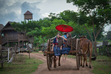 Thai Women Ride A Cart As A Vehicle.The Journey Of Thai People In The Past Used Ox Wagons As A Means Of Transportation.