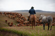 © Santa001 - Hereford cattle ranch in south patagonia argentina