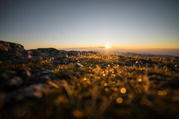 Wall Mural - stunning view of a grassy field in the sunset light, with beautiful dewdrops